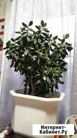 Толстянка Бийск