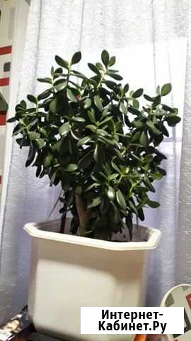 Толстянка Бийск - изображение 1