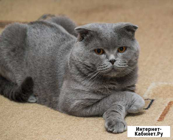 Шотландский кот - вязка Аксай - изображение 1