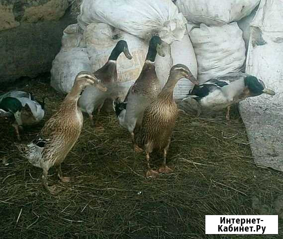 Утки Индийский бегунок Кожевниково - изображение 1