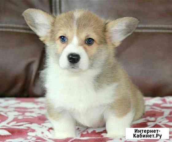 Вельшкорги пемброк Воронеж