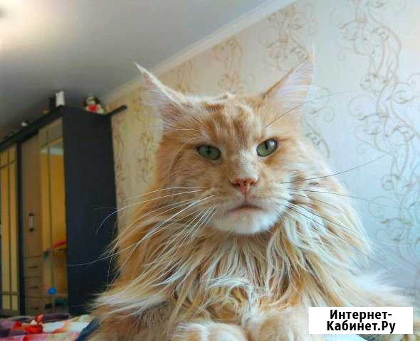 Вязка Брянск - изображение 1