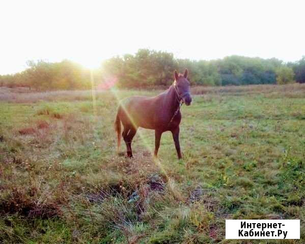 Продам кобылу Милютинская - изображение 1