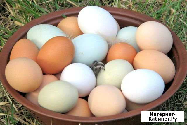 Яйцо Куриное домашнее Курган - изображение 1