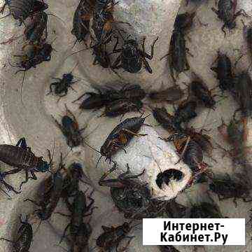 Сверчки Самара