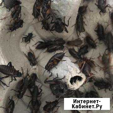 Сверчки Самара - изображение 1