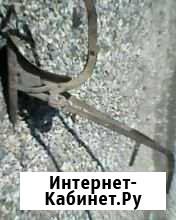 Конский плуг Великие Луки - изображение 1