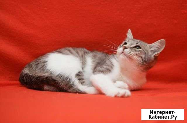 Котенок Обнинск - изображение 1