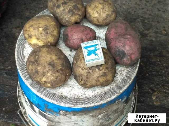 Картофель Белебей - изображение 1