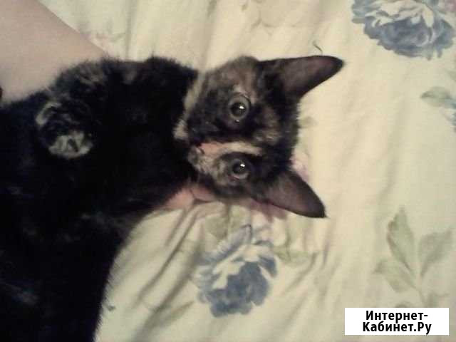 Котёнок ищет дом Усолье-Сибирское - изображение 1