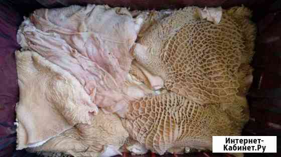 Корм для собак Набережные Челны