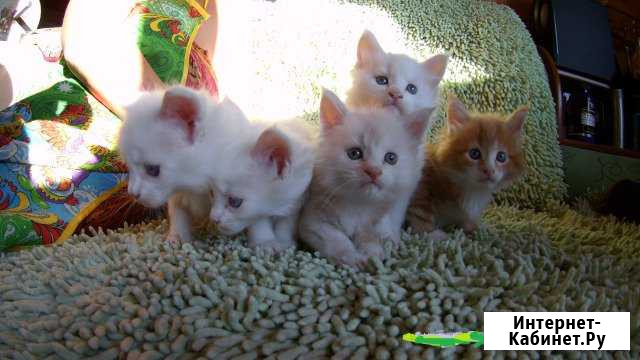 Котята Мейн-кун Ангарск - изображение 1