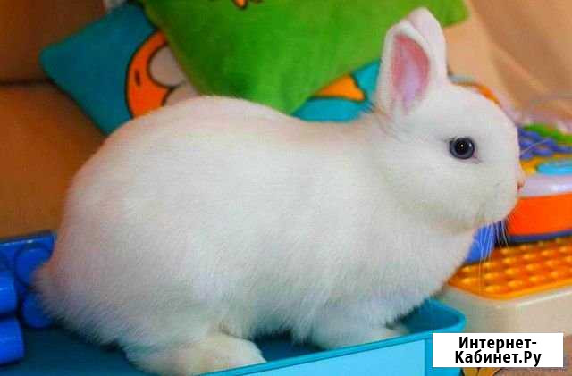Декаративный кролик Воронеж - изображение 1
