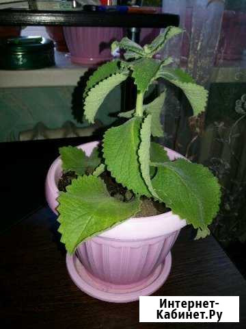 Продам мяту Чита - изображение 1