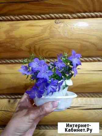 Кампанула. Жених и невеста Старый Оскол