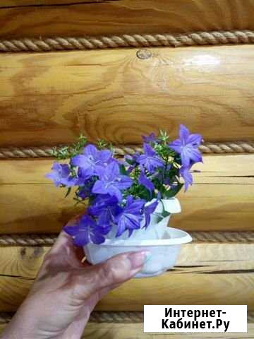 Кампанула. Жених и невеста Старый Оскол - изображение 1