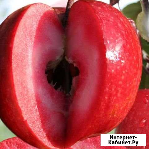 Саженцы на низкорослых подвоях с окс и Контейнерах Фролово - изображение 1