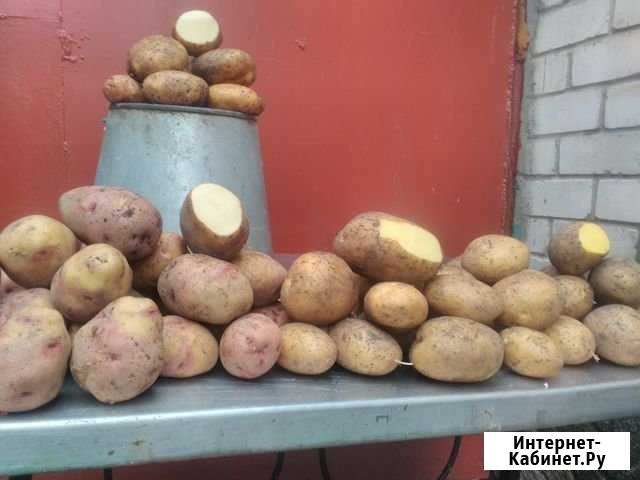 Картофель Старый Оскол - изображение 1