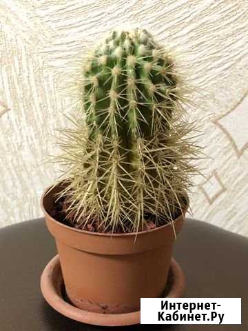 Кактус Ярославль - изображение 1