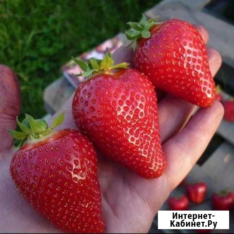 Клубника Комсомольское - изображение 1