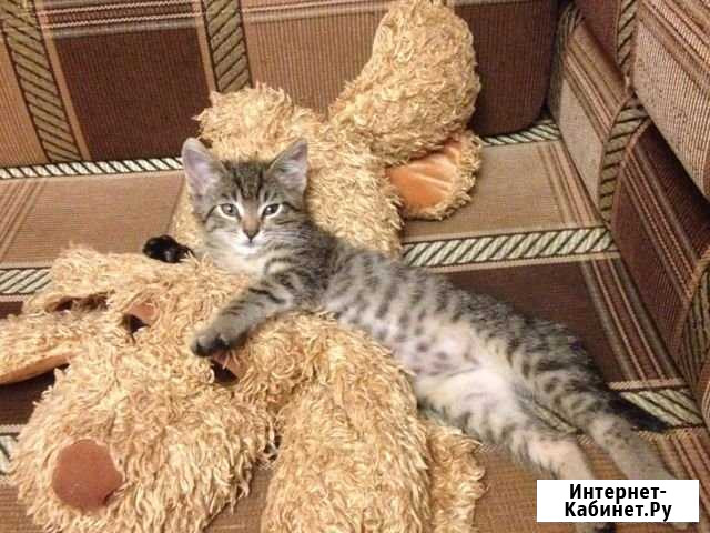 Отдам котёнка в добрые руки Зеленодольск - изображение 1