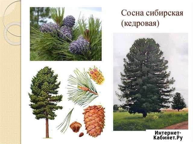 Саженцы кедра сибирского Таганрог - изображение 1