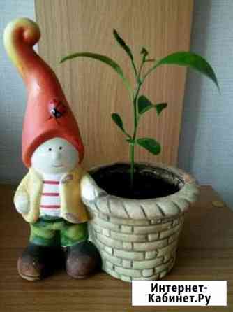 Лимон Петропавловск-Камчатский