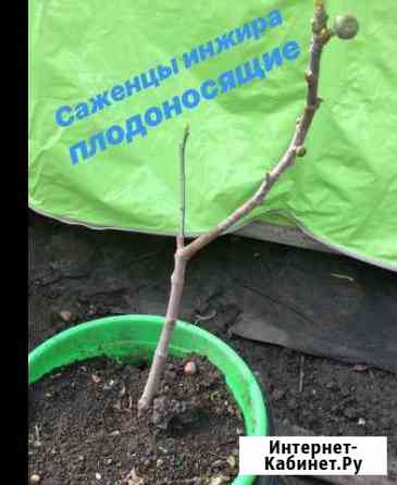 Саженцы плодоносящего инжира Армавир