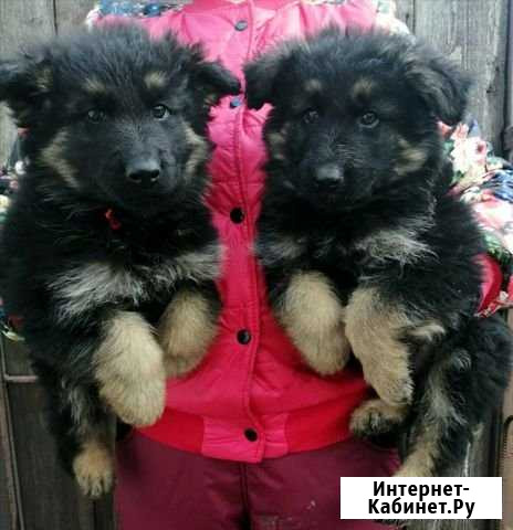 Щенки немецкой овчарки Рубцовск - изображение 1