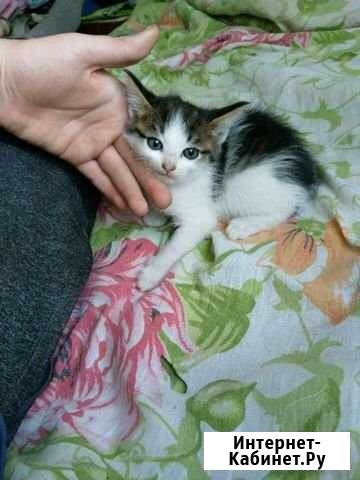 Котята от кошки крысоловки бесплатно Ижевское - изображение 1