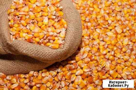 Кукуруза на корм Ульяновск