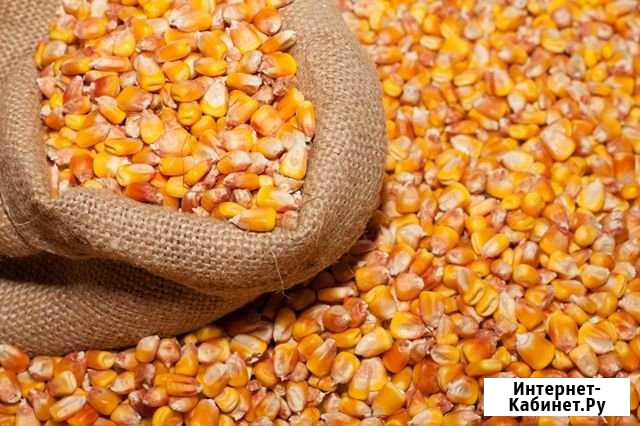 Кукуруза на корм Ульяновск - изображение 1