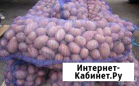 Картофель от 7р Суземка - изображение 1
