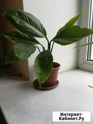 Спатифиллум Смоленск - изображение 1