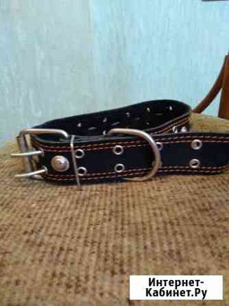 Ошейник, шлейка для собаки Калуга