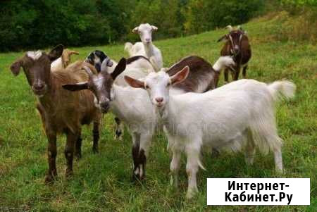 Козье молоко Канск - изображение 1