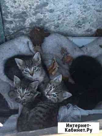 Котята Калининград