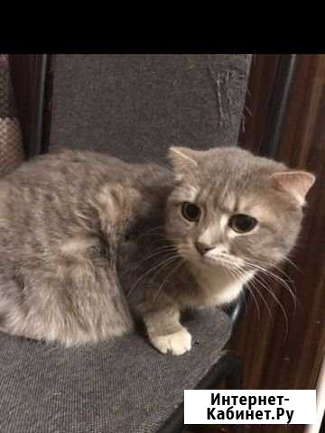 Котята Воскресенск - изображение 1