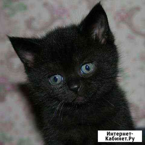 Котёночек Вологда