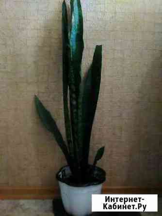 Продаю красивый цветок Тещин язык Волгоград