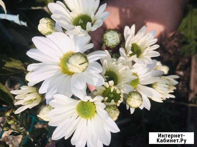 Цветы Славянск-на-Кубани - изображение 1