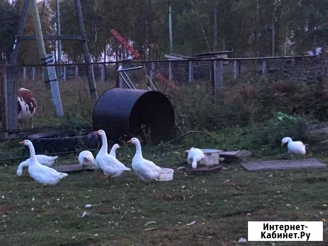 Гусь Голышманово - изображение 1