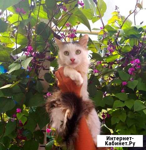 Котики Поворино - изображение 1