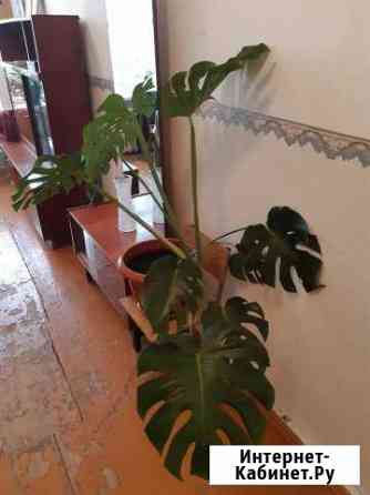 Монстера Махачкала