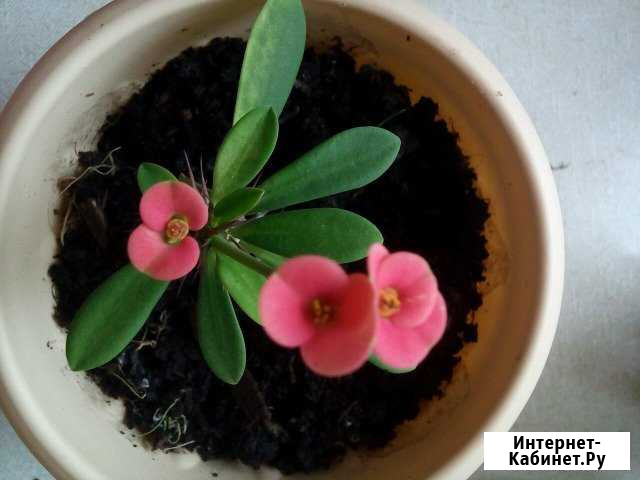 Молочай Миля Самара - изображение 1