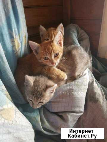 Отдам бесплатно котят Новоегорьевское - изображение 1
