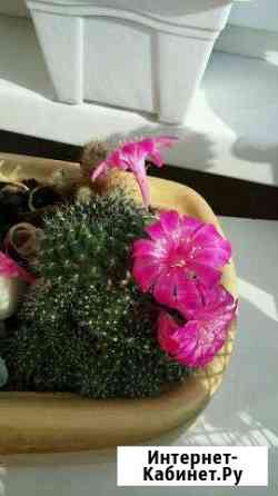 Кактус Ребуция Липецк