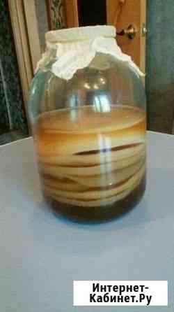 Чайный гриб Петропавловск-Камчатский