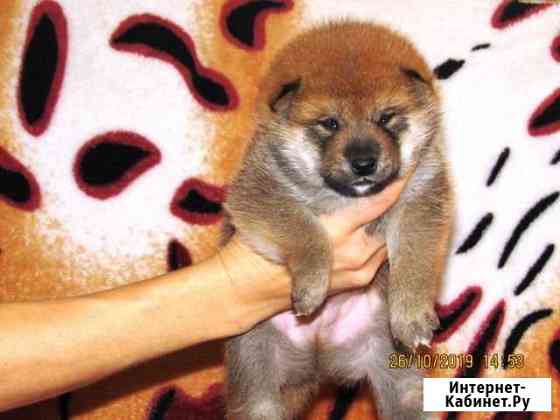 Щенки сиба Ставрополь