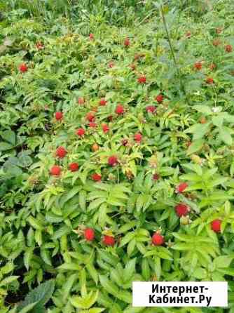 Саженцы тибетской малины Рязань